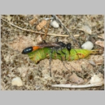 Ammophila sabulosa - Sandwespe 64i Sandwespe-beim-Raupendiebstahl-Sandgrube-Niedringhaussee.jpg